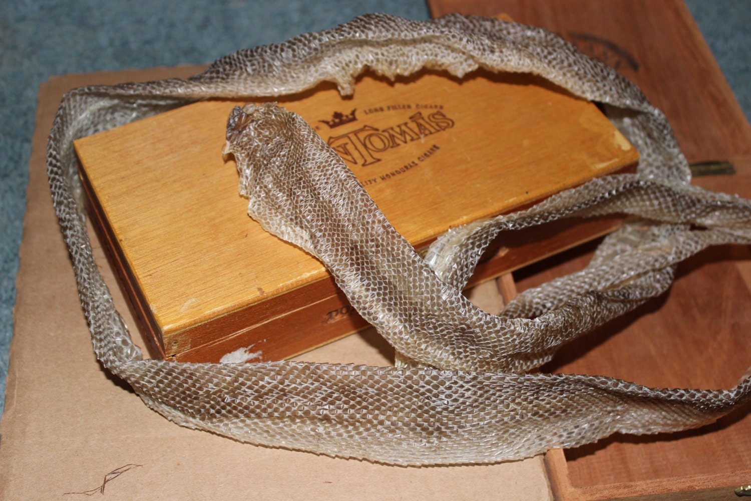 Green Anaconda Snake Shed Skin Two Lengths Available